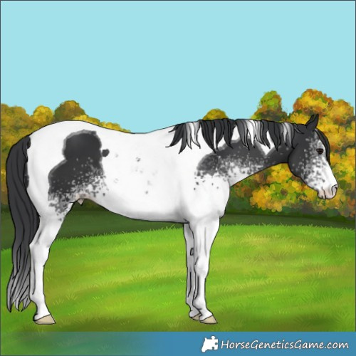 Horse Color:White Spotted Black Tobiano 