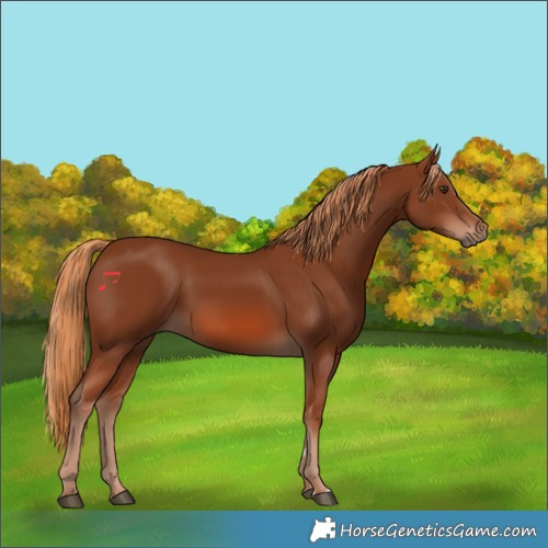 Horse Color:Chestnut 