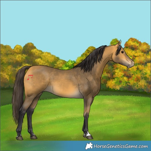 Horse Color:Buckskin 