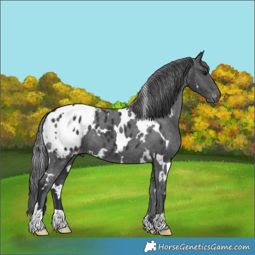Horse Color:White Spotted Black Appaloosa 