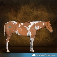 Horse Color:White Spotted Chestnut Tobiano 