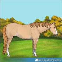 Horse Color:Red Dun 
