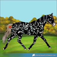 Horse Color:Chestnut Leopard Rabicano 