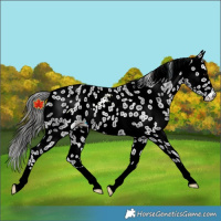 Horse Color:Black Leopard Rabicano 