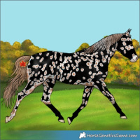 Horse Color:Chestnut Near Leopard Rabicano 