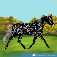 Horse Color:Chestnut Leopard Rabicano 