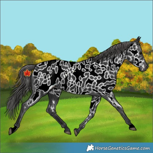 Horse Color:Black Appaloosa Rabicano 