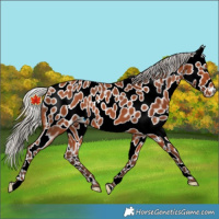 Horse Color:Silver Bay Leopard Rabicano 