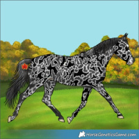 Horse Color:Black Appaloosa 