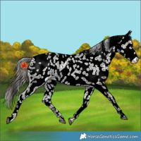 Horse Color:Grullo Appaloosa Rabicano 