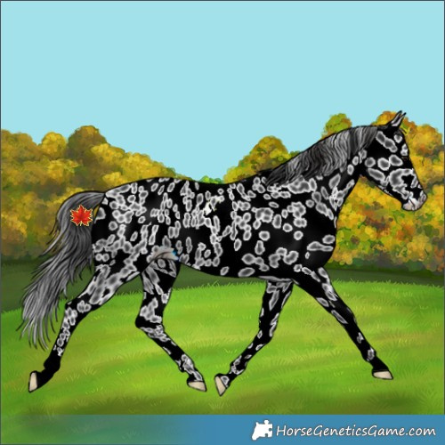 Horse Color:Black Appaloosa Rabicano 