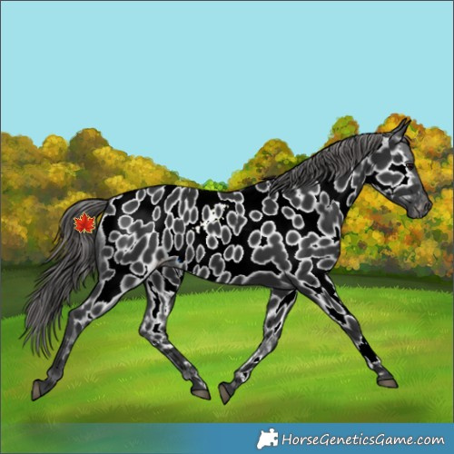 Horse Color:Black Appaloosa 