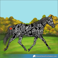 Horse Color:Black Appaloosa 