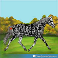 Horse Color:Black Near Leopard 
