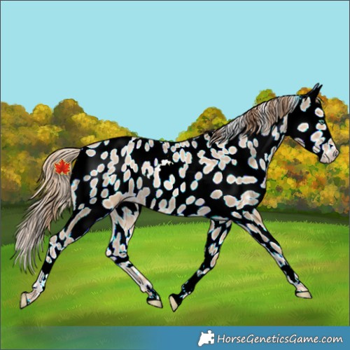 Horse Color:Smoky Black Pearl Near Leopard 