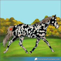 Horse Color:Smoky Black Pearl Appaloosa 
