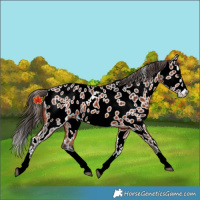 Horse Color:Bay Splash Appaloosa 
