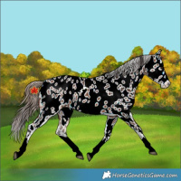 Horse Color:Bay Splash Near Leopard