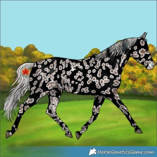 Horse Color:Silver Black Appaloosa Rabicano 