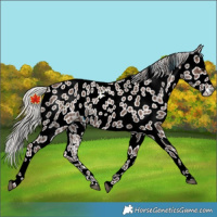 Horse Color:Silver Black Appaloosa Rabicano