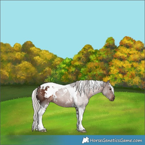 Horse Color:White Spotted Silver Brown Tobiano 
