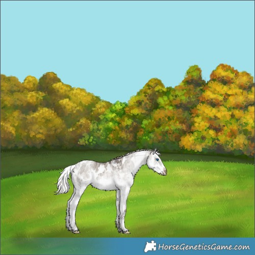 Horse Color:White Spotted Silver Brown Ice Dun Splash 