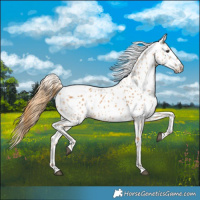Horse Color:Chestnut Leopard 