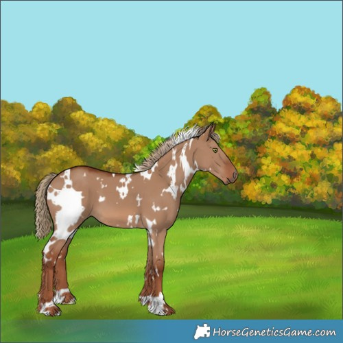 Horse Color:White Spotted Red Dun 