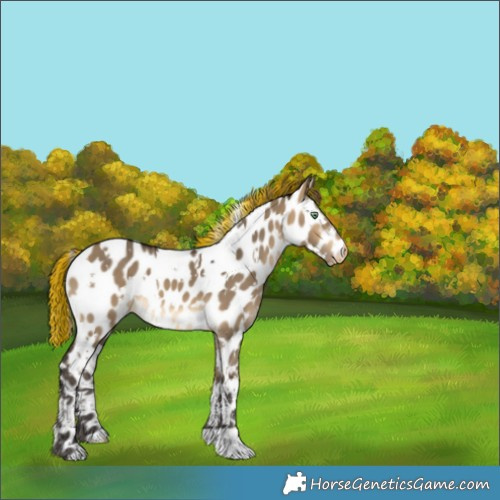 Horse Color:Painted White Spotted Buckskin Dun Appaloosa 