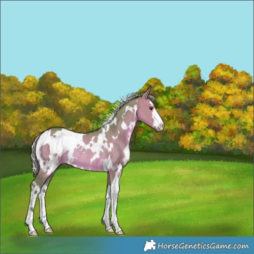 Horse Color:Watercolor White Spotted Silver Brown Dun Rabicano 