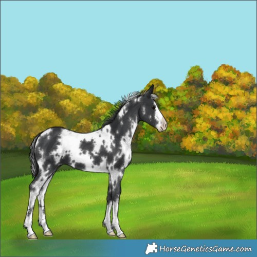 Horse Color:White Spotted Black 