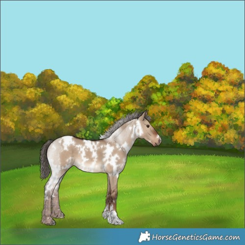 Horse Color:White Spotted Liver Red Dun 