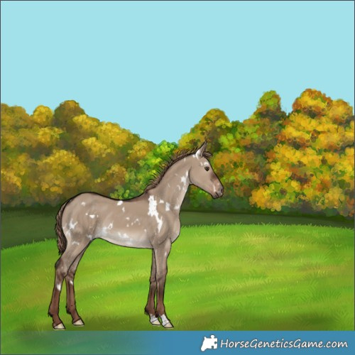 Horse Color:White Spotted Liver Red Dun 