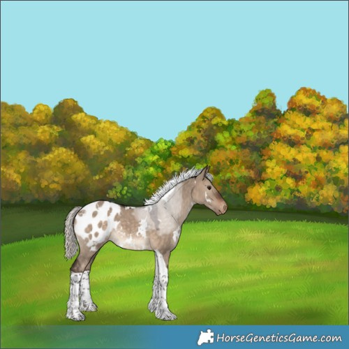 Horse Color:White Spotted Silver Brown Dun Tobiano Appaloosa 