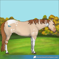 Horse Color:White Spotted Red Dun Tobiano 