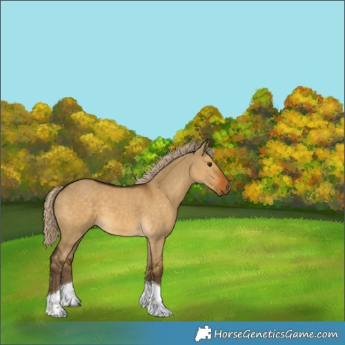 Horse Color:Chocolate Palomino Dun Tobiano 