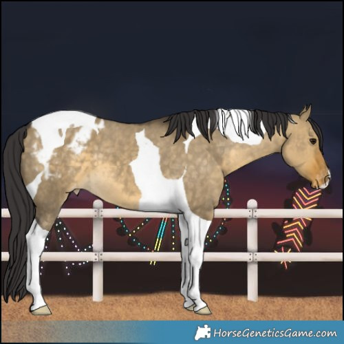 Horse Color:Buckskin Dun Tobiano Blanket 