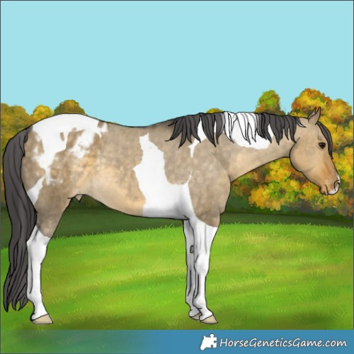 Horse Color:Buckskin Dun Tobiano Appaloosa 