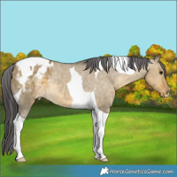 Horse Color:Buckskin Dun Tobiano Appaloosa 