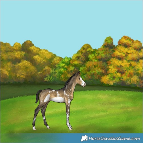 Horse Color:White Spotted Buckskin Dun Sabino Frame 