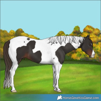 Horse Color:Liver Chestnut Tobiano 