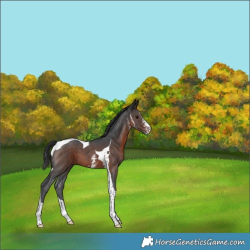 Horse Color:Brown Sabino Tobiano 