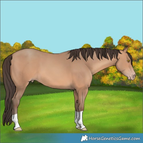 Horse Color:Amber Champagne 