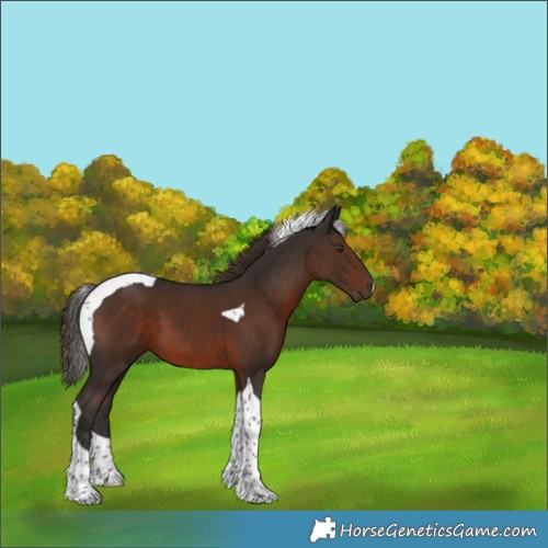 Horse Color:Liver Chestnut Tobiano 