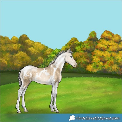 Horse Color:White Spotted Silver Buckskin Pearl Tobiano Rabicano 