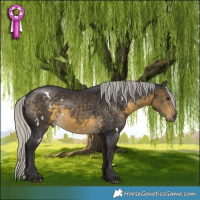 Horse Color:White Spotted Silver Buckskin 