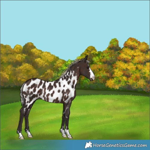 Horse Color:Silver Brown Near Leopard Rabicano 