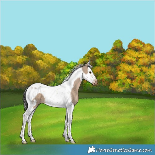 Horse Color:Liver Red Dun Splash Tobiano Frame Varnish 