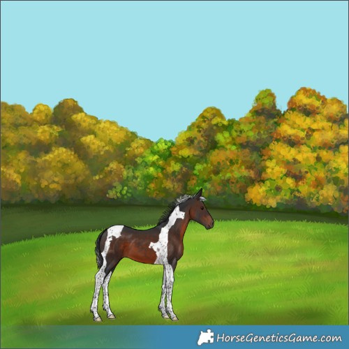 Horse Color:Brown Tobiano 