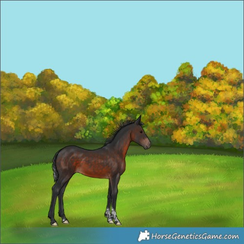 Horse Color:Brown Tobiano 